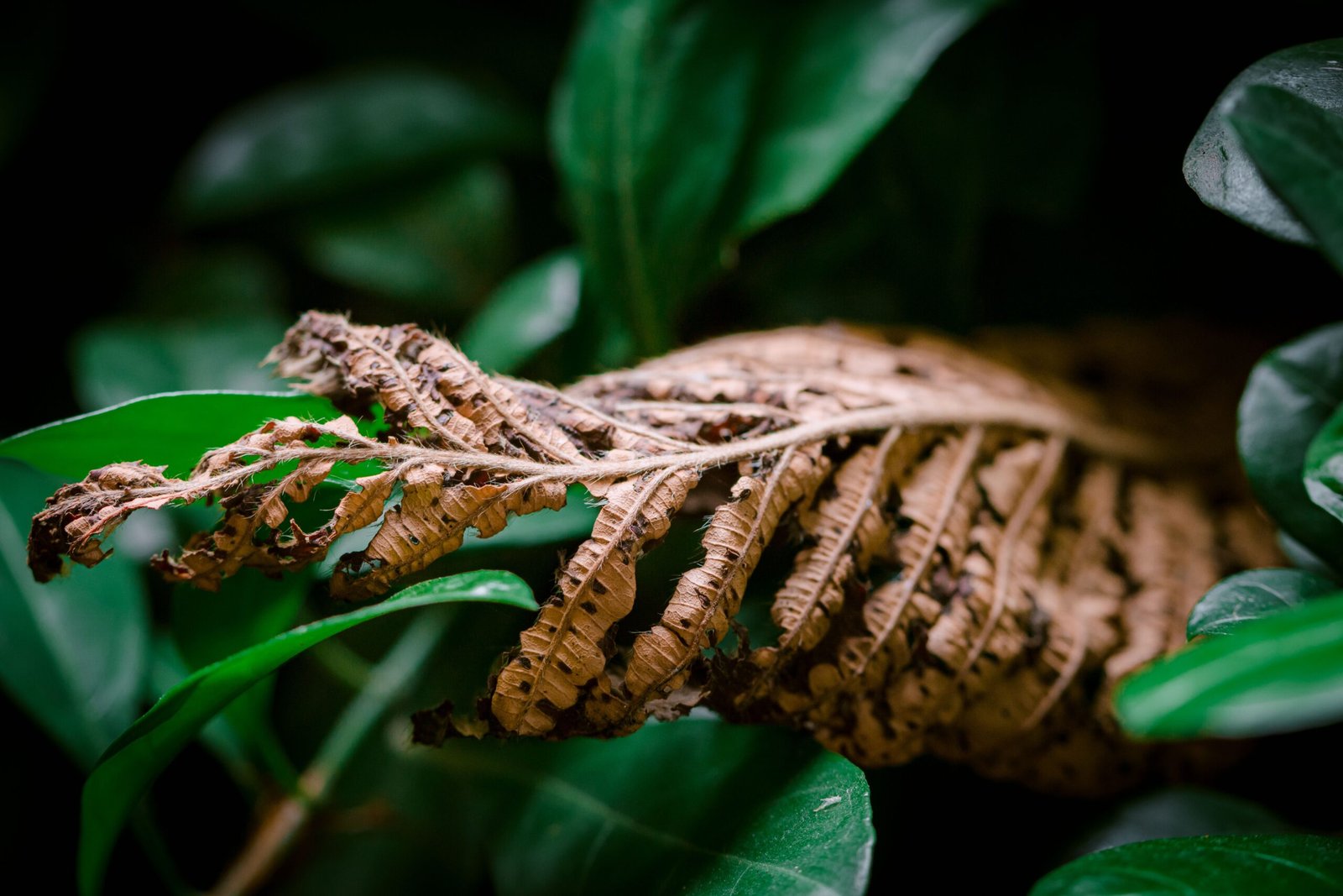 Why Your Plants Keep Dying (And How to Fix It)