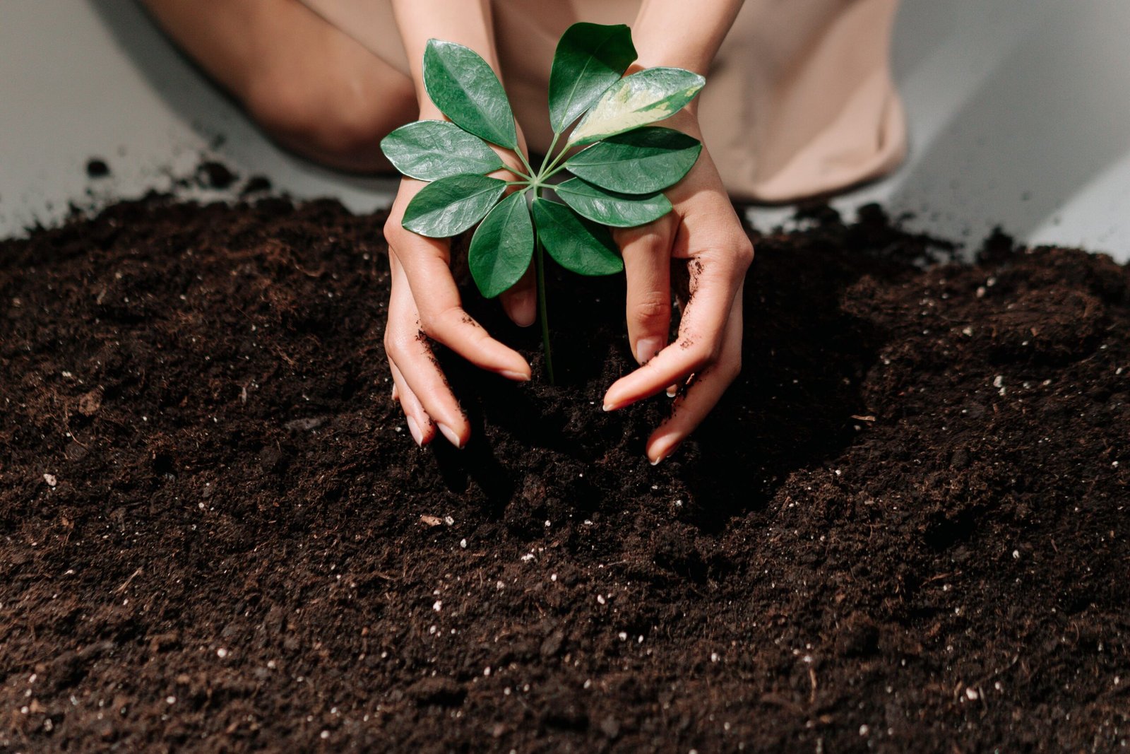 Understanding Soil: The Gardener’s Foundation